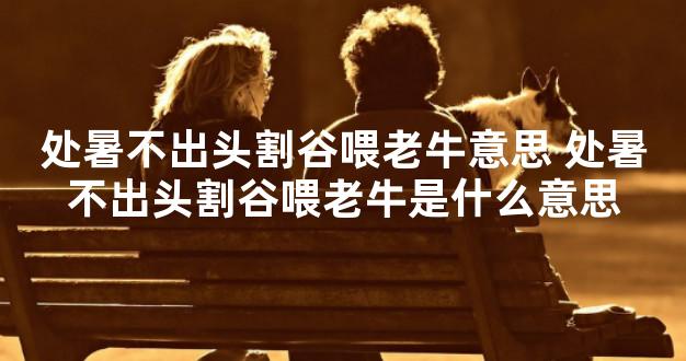 处暑不出头割谷喂老牛意思 处暑不出头割谷喂老牛是